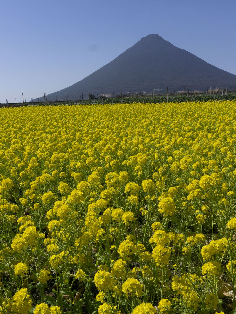 菜の花畑と開聞岳